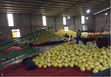 通過電商平臺賣柚子不僅銷售量大,價(jià)格還高